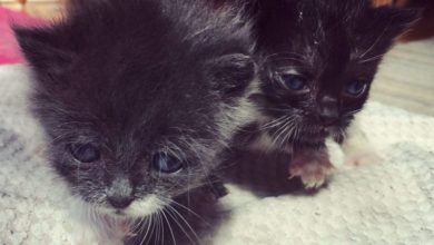 10-day-old kittens found in bin bag