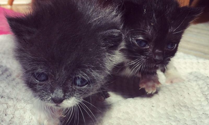 10-day-old kittens found in bin bag