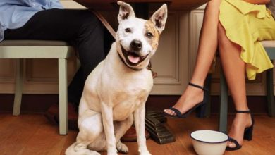 Pets provide comfort and company for owners