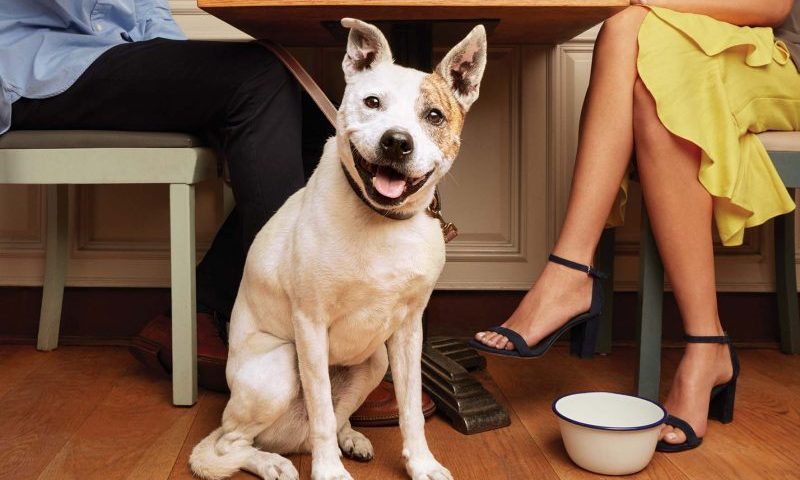 Pets provide comfort and company for owners