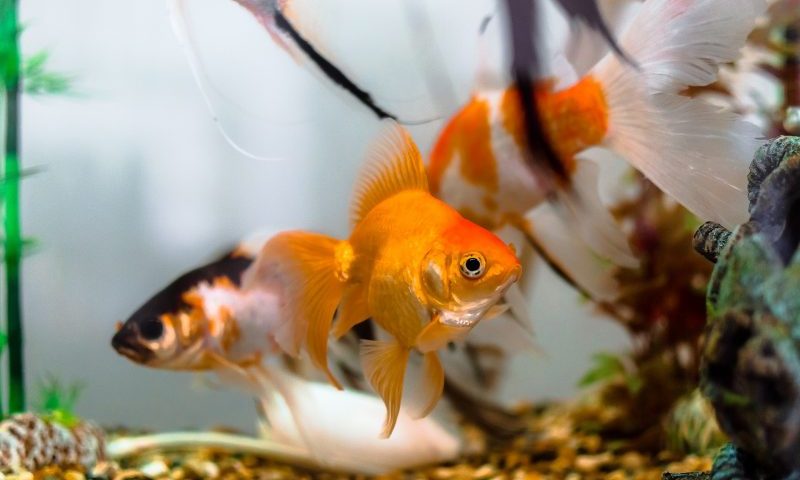 Squire’s shuts aquatics centre