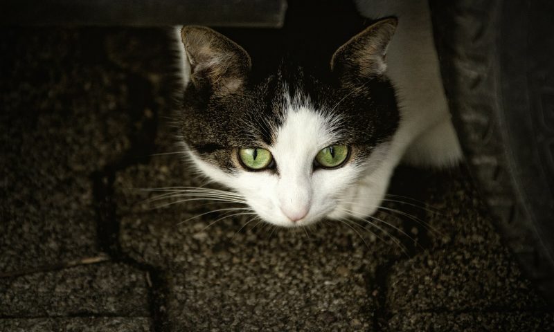 First description of M25 Cat Killer released