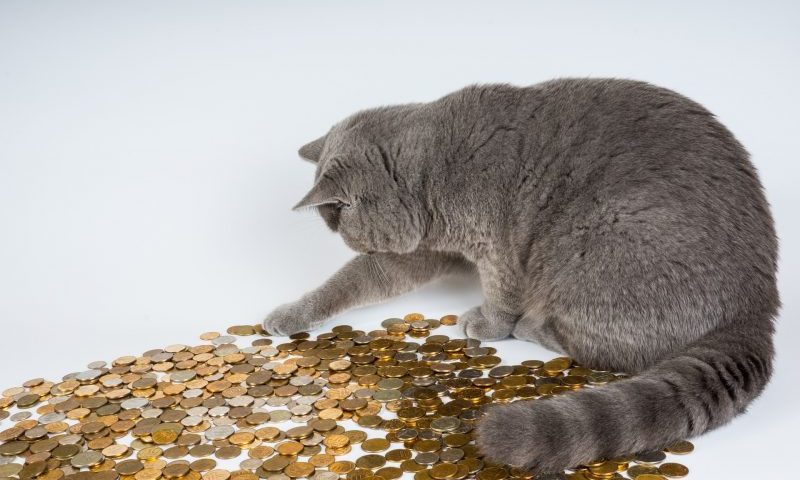 Brits spend more on pets than partners