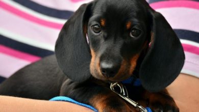 Shocking figures revealed by EU online pet sales report