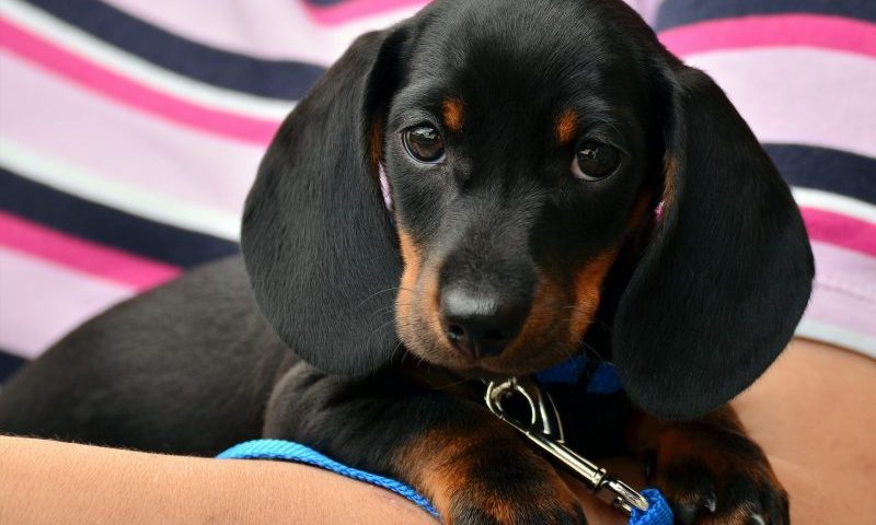 Shocking figures revealed by EU online pet sales report