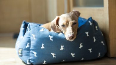 Over half of UK dog owners don’t wash their pet’s bed enough