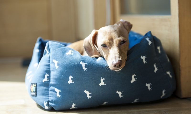 Over half of UK dog owners don’t wash their pet’s bed enough
