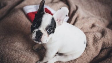 Puppies sedated to smuggle them across the border, claims charity
