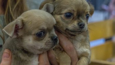 ‘Collaboration is key to ensure dog breeding standards’, says Kennel Club