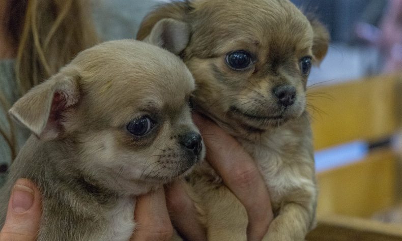 ‘Collaboration is key to ensure dog breeding standards’, says Kennel Club