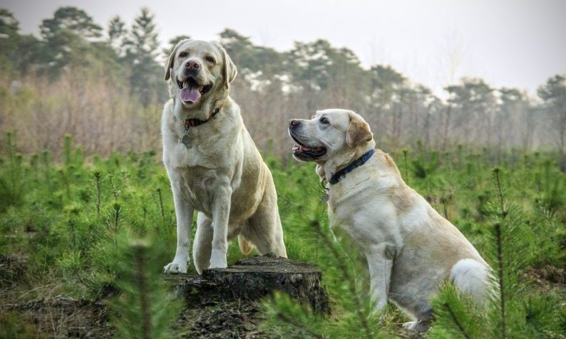 Battersea welcomes plans for tougher animal cruelty sentences