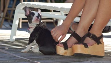 People ‘more likely to buy a puppy than new shoes on impulse’