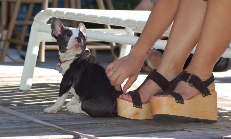 People ‘more likely to buy a puppy than new shoes on impulse’