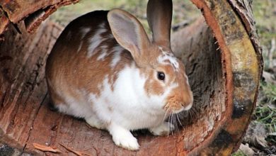 PIF announces results of rabbit nutrition study