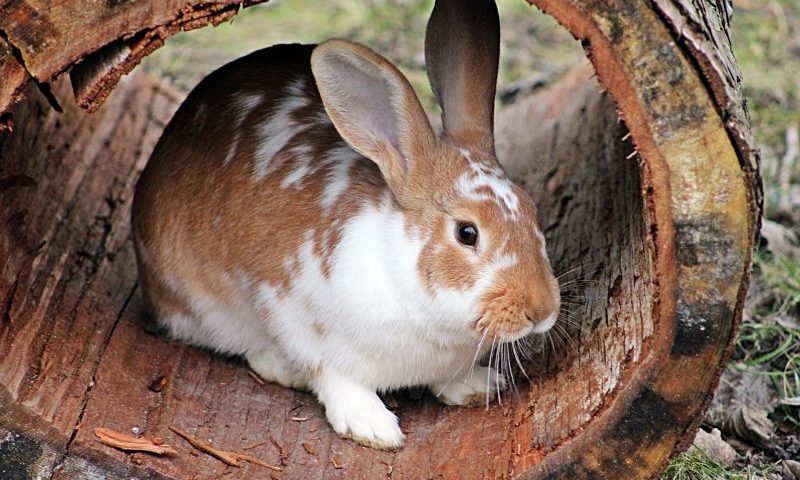 PIF announces results of rabbit nutrition study