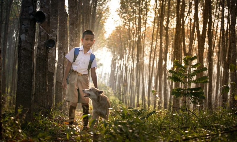 Charity braces itself for back-to-school dumped dogs