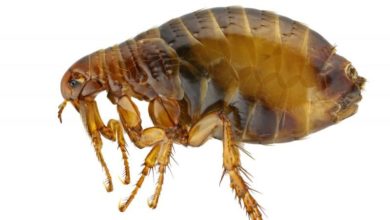 Fleas with bubonic plague found in parts of USA
