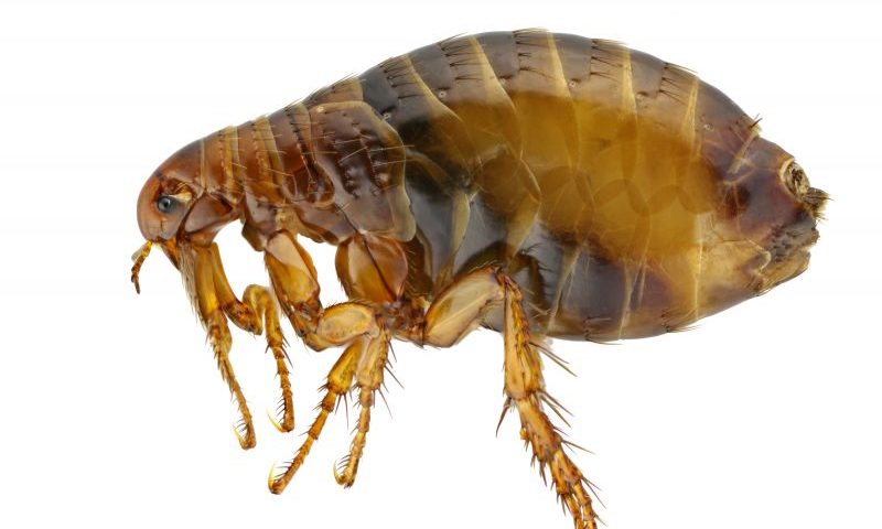 Fleas with bubonic plague found in parts of USA