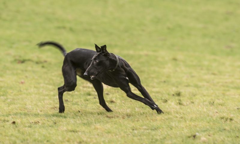 Pero, PIF, Award, Dog Food