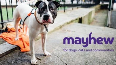 Mayhew teams up with agency for new outdoor campaign