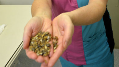 Dog saved from stomach full of gravel