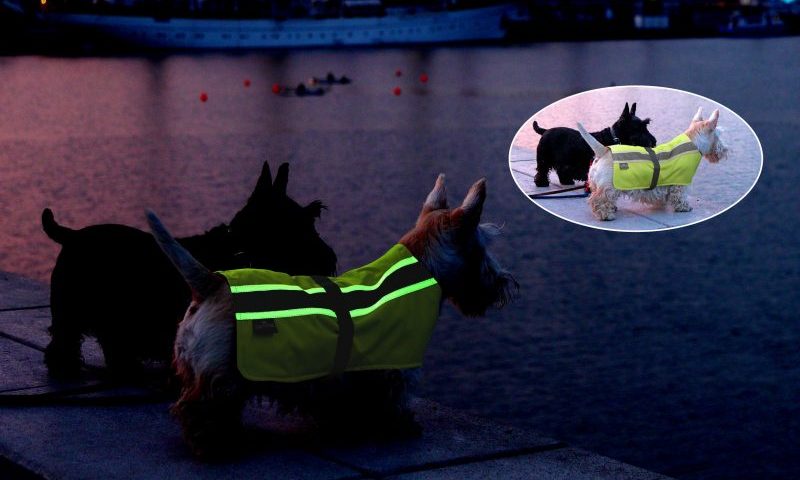 Petlife launches Vizlite® Dual Technology dog jackets