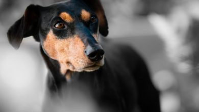 Charity asks government for further animal cruelty measures