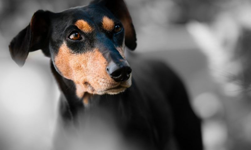 Charity asks government for further animal cruelty measures