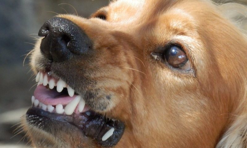 64,000 dogs died in dog fights in just 12 months