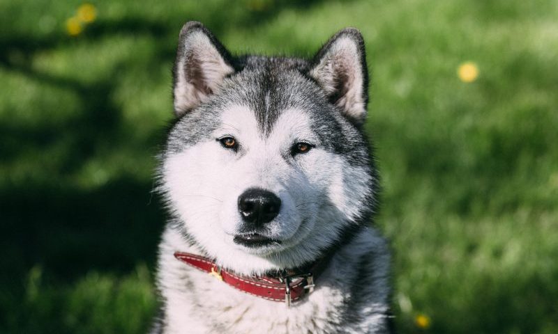 How is the modern lifestyle affecting the UK’s pet ownership?