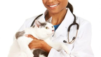 BSAVA, Vets, Vet Nurses