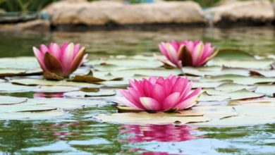 Tetra shares its pond care tips