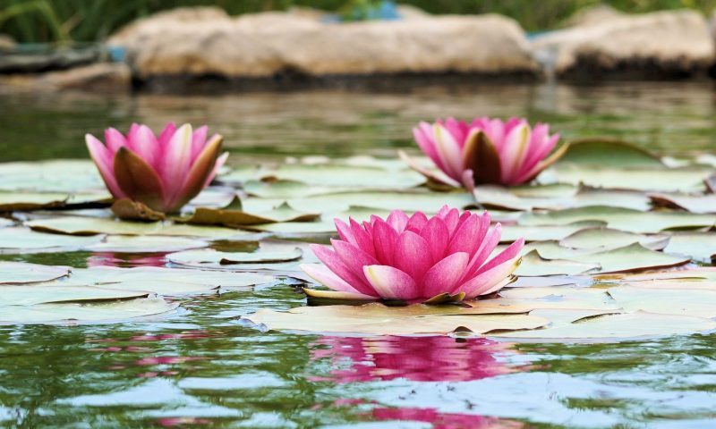 Tetra shares its pond care tips