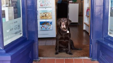Pets boost small business sales