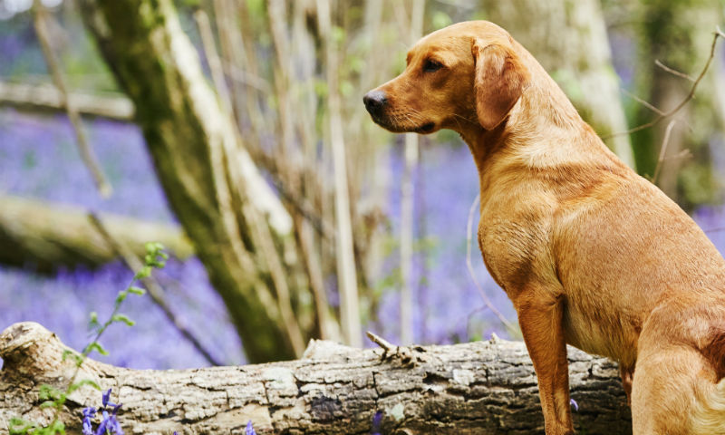 Pet food company teams up with The Woodland Trust