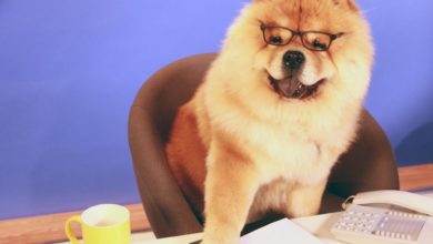 Pet-ty criminals causing havoc throughout Britain
