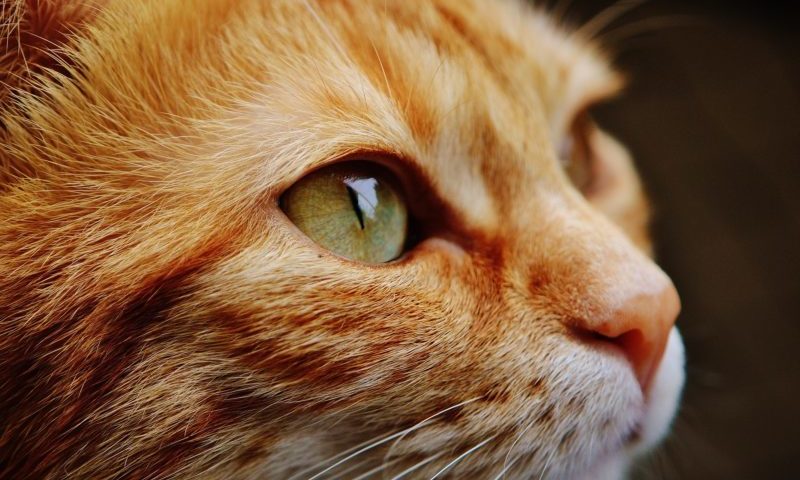 ‘Pets could save humans in the tech revolution’, claims futurologist