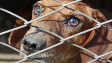 ‘Animal sentience will be recognised’, promises Gove