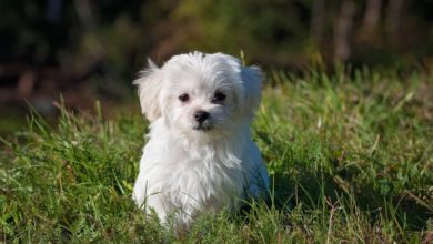 Illegal puppy trader given community service