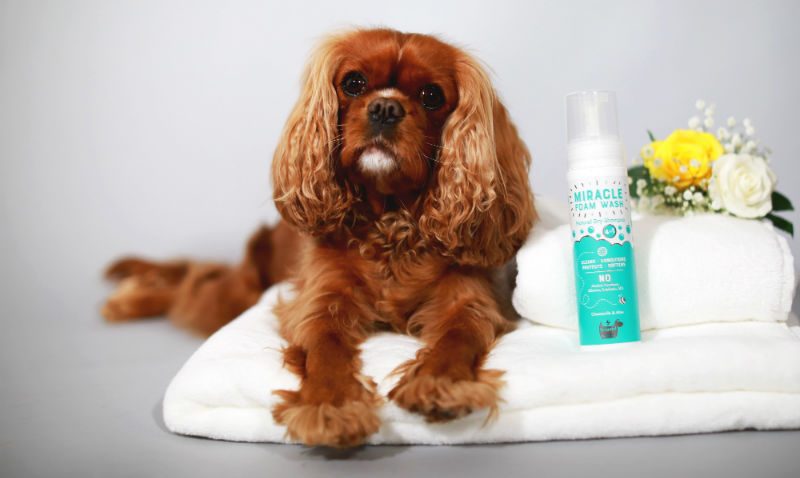 HOWND dry foam wash proves a hit in South Africa