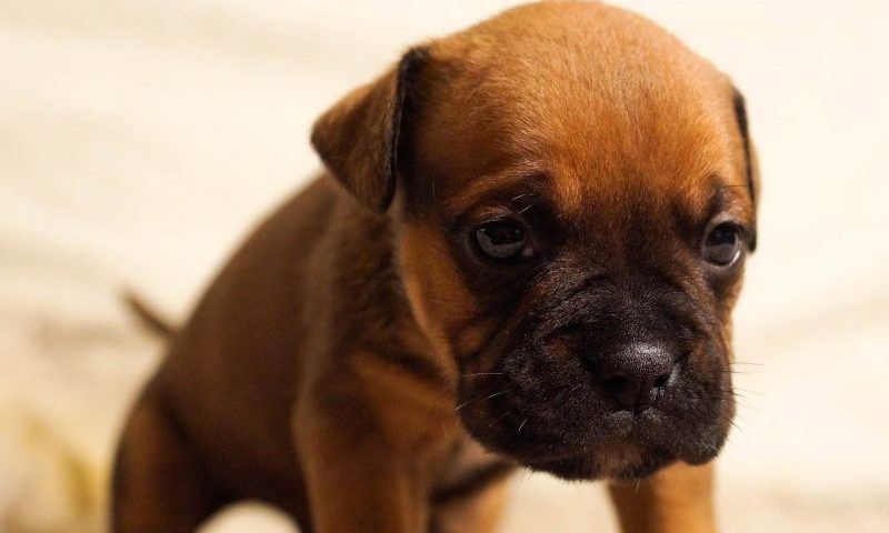 Illegal puppy trade fuelled by Christmas