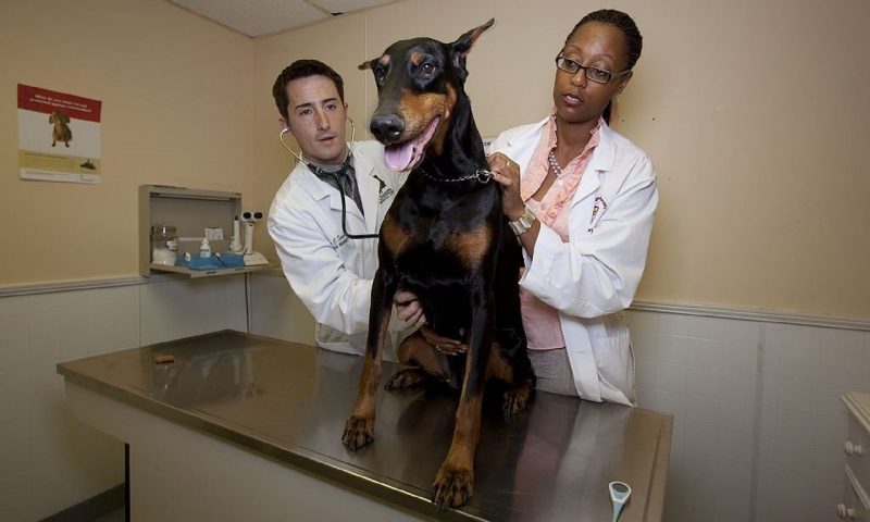 Vet Wellbeing Award deadline is extended