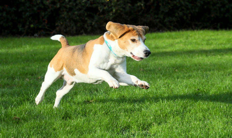 Pet slimming winner announced