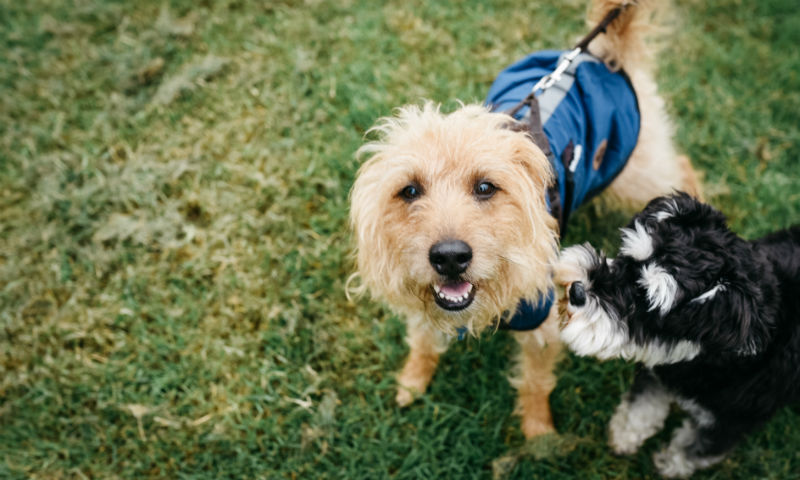 fish can help sensitive stomachs claims pet nutritionist pet gazette animal nutritionist
