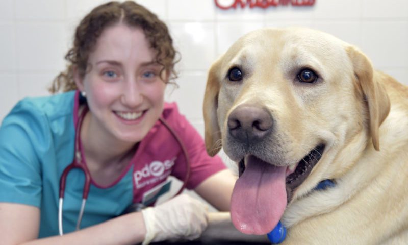 Dog survives 30ft plunge from bridge