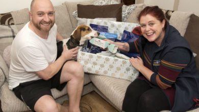 Pet food company gives beagle early present
