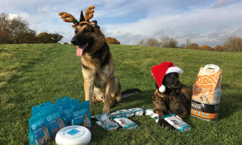 RAF dogs rewarded by pet company