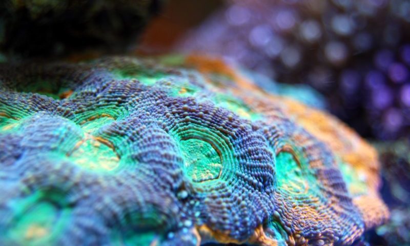 Illegal cyanide fishers targeted by industry