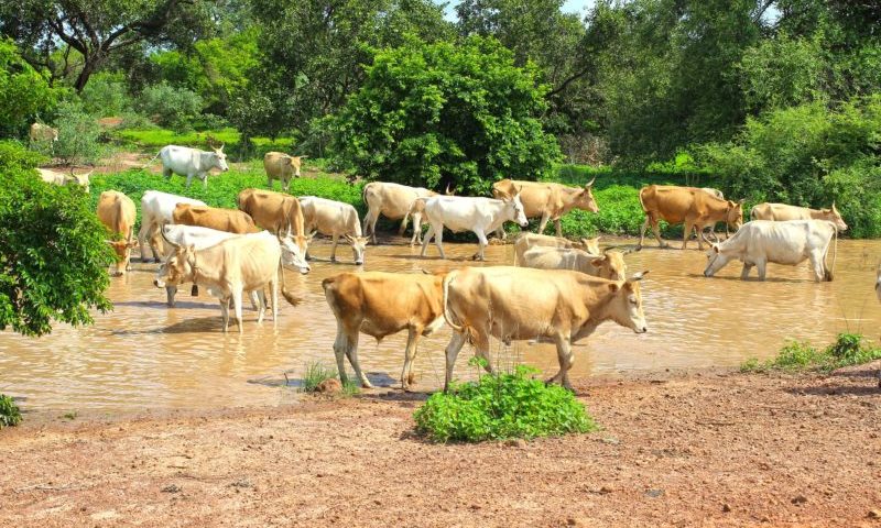 Derby vets help save African animals