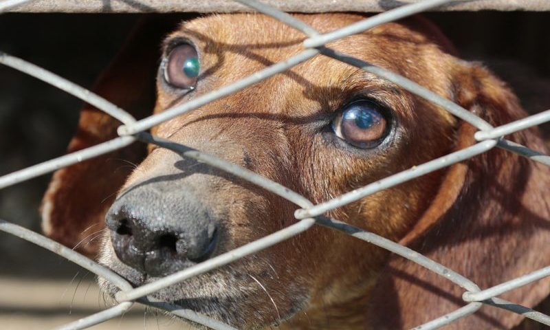 Government drafts Bill on animal sentience